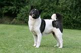 AKITA AMERICAIN 516